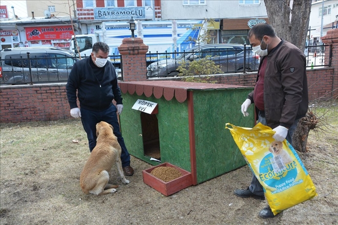 Ardahan Belediyesi, sokak hayvanlarını unutmadı