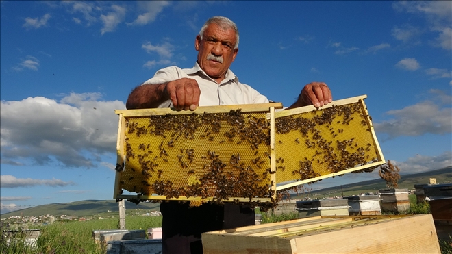 Ardahan´da arılar kayıp; arıcılar endişeli