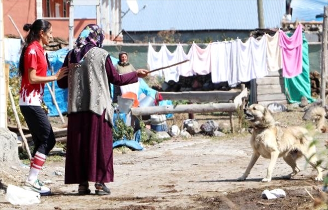 Olimpiyat yolunda koşarken köpeklerden annesi koruyor
