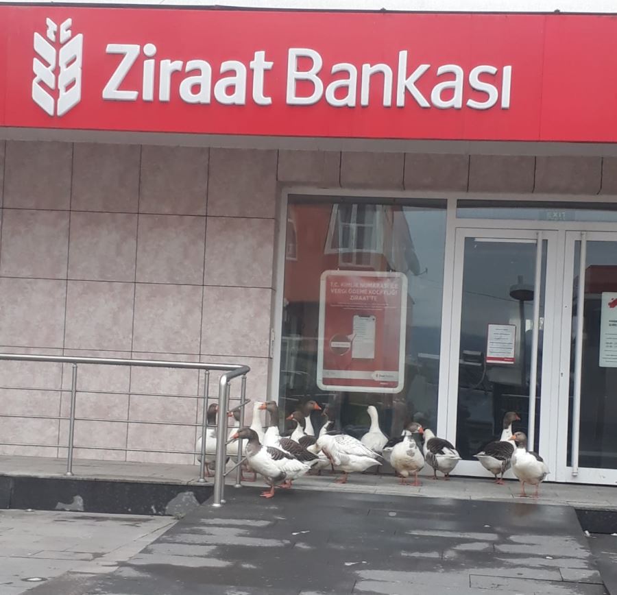 Banka önünde bekleyen kazlar görenleri gülümsetti