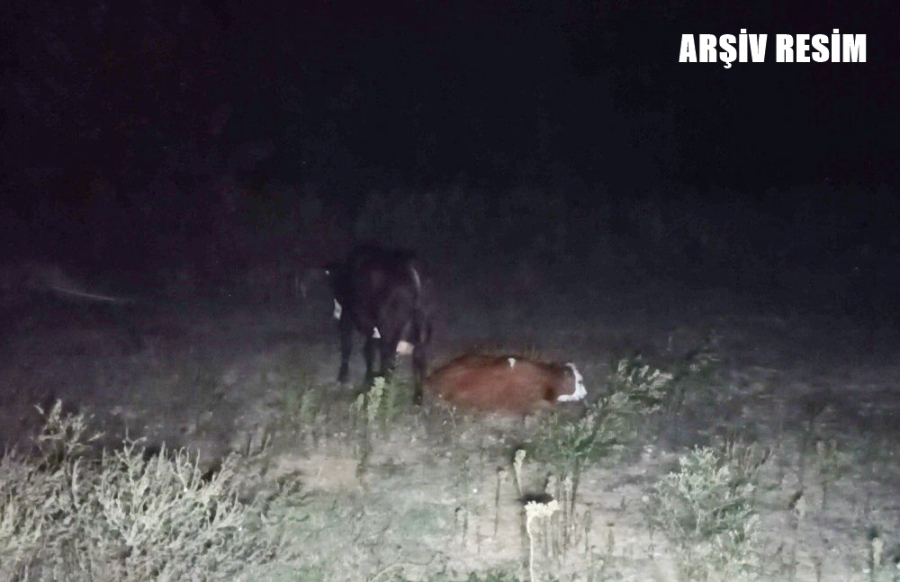 Ardahan polisi çalınan hayvanları 1 saat sonra buldu