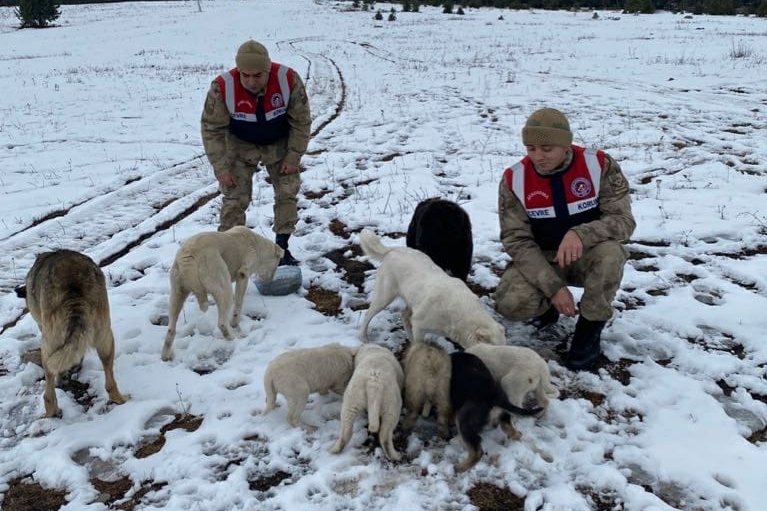 Jandarma soğuklardan etkilenen sokak hayvanlarını unutmadı