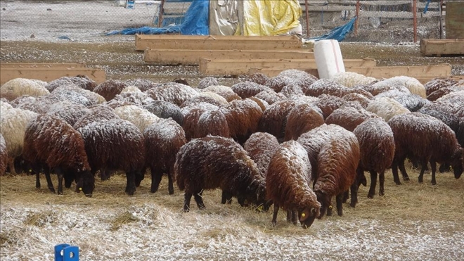 Besiciler koyunlarını kar altında yemliyor
