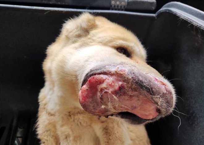 Ağzında kanser olan köpek tedavi altına alındı