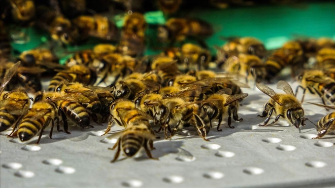 Kafkas arıları tehdit altında