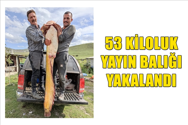 53 kiloluk yayın balığı yakalandı