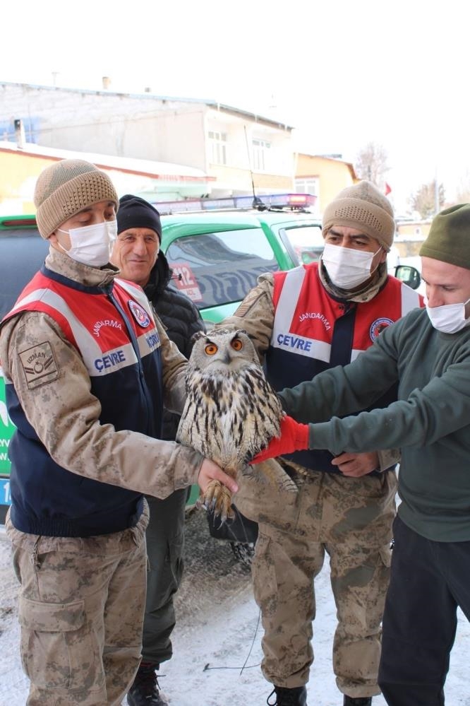 Yaralı ve donmak üzere olan Puhu kuşu tedavi altına alındı