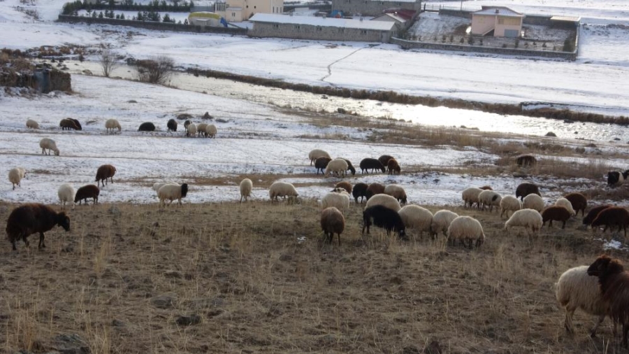 Koyunlar kış ortasında meralarda otlatılıyor