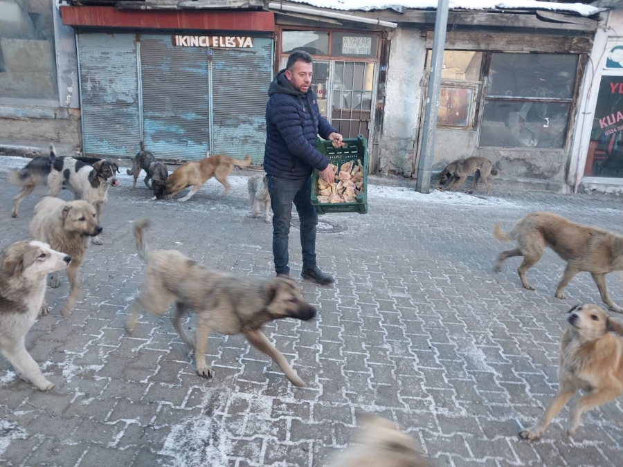 İYİ Parti Göle teşkilatı, sokak hayvanlarını besledi