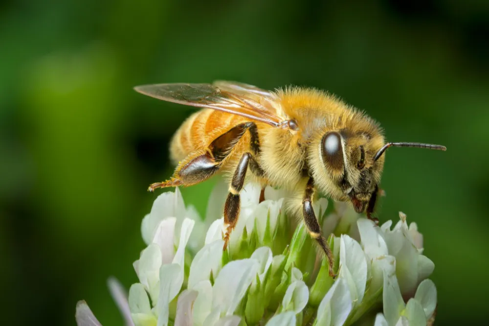 İklim değişikliği Posof’ta arıları olumsuz etkiledi