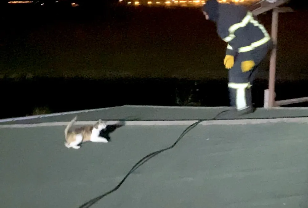 Çatıda kedi kurtarma operasyonu