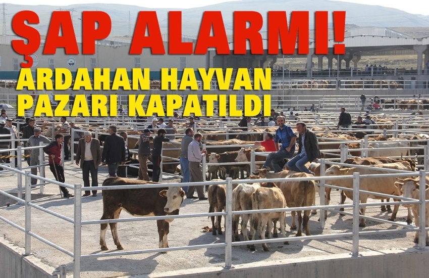 Şap alarmı! Ardahan hayvan pazarı kapatıldı