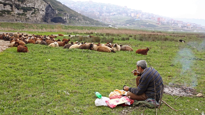 Ardahan’da 12 bin TL maaşlı 800 çoban aranıyor!