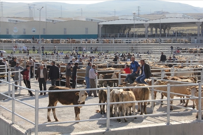 Ardahan’da hayvan pazarı 28 Nisanda açılıyor