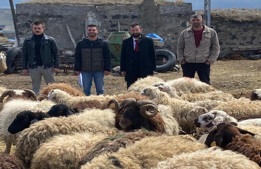 Ardahanlı üreticilerden depremzedeler için 120 koyun bağışı