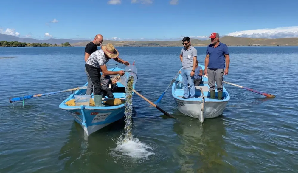 Çıldır Gölüne 150 bin yavru sazan balığı bırakıldı