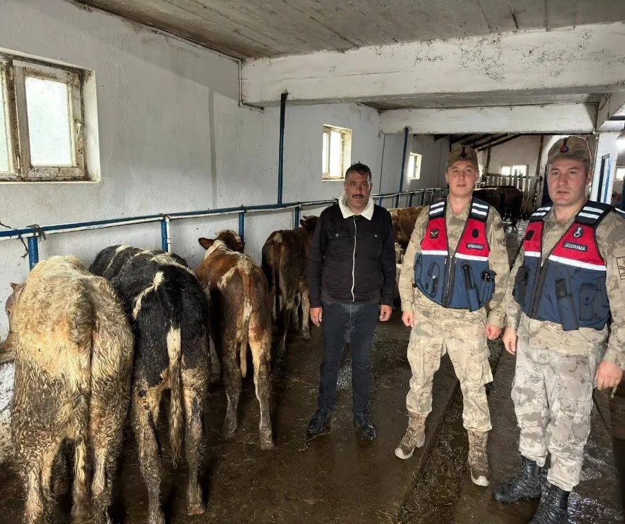 Kayıp hayvanları jandarma buldu