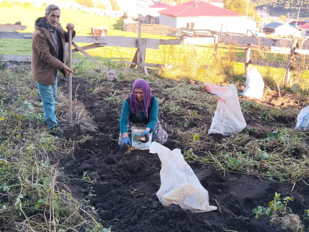 Köylerde patates sökümü başladı