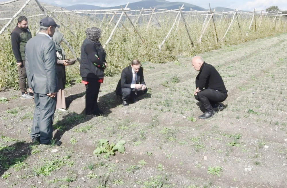 Posof’ta İlk Safran Hasadı Gerçekleştirildi