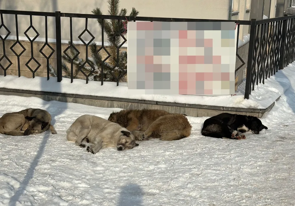 Belediyelere sahipsiz köpek başına 71 bin TL ceza kesilecek