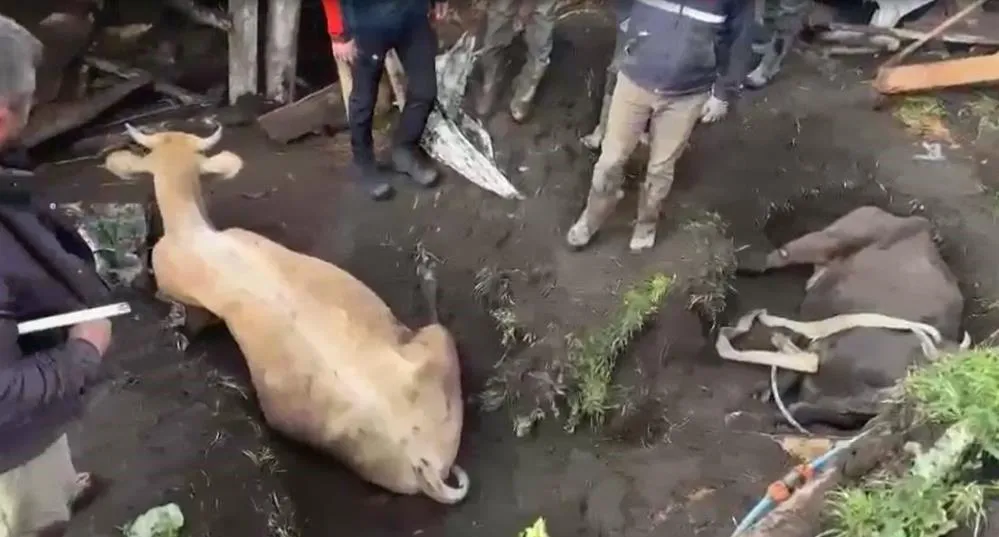 Sağanağın etkisiyle ahır çöktü, hayvanlar enkaz altında kaldı