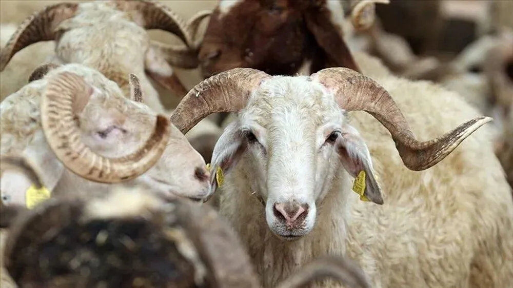 Kurban Bayramı tatili uzatılmadı