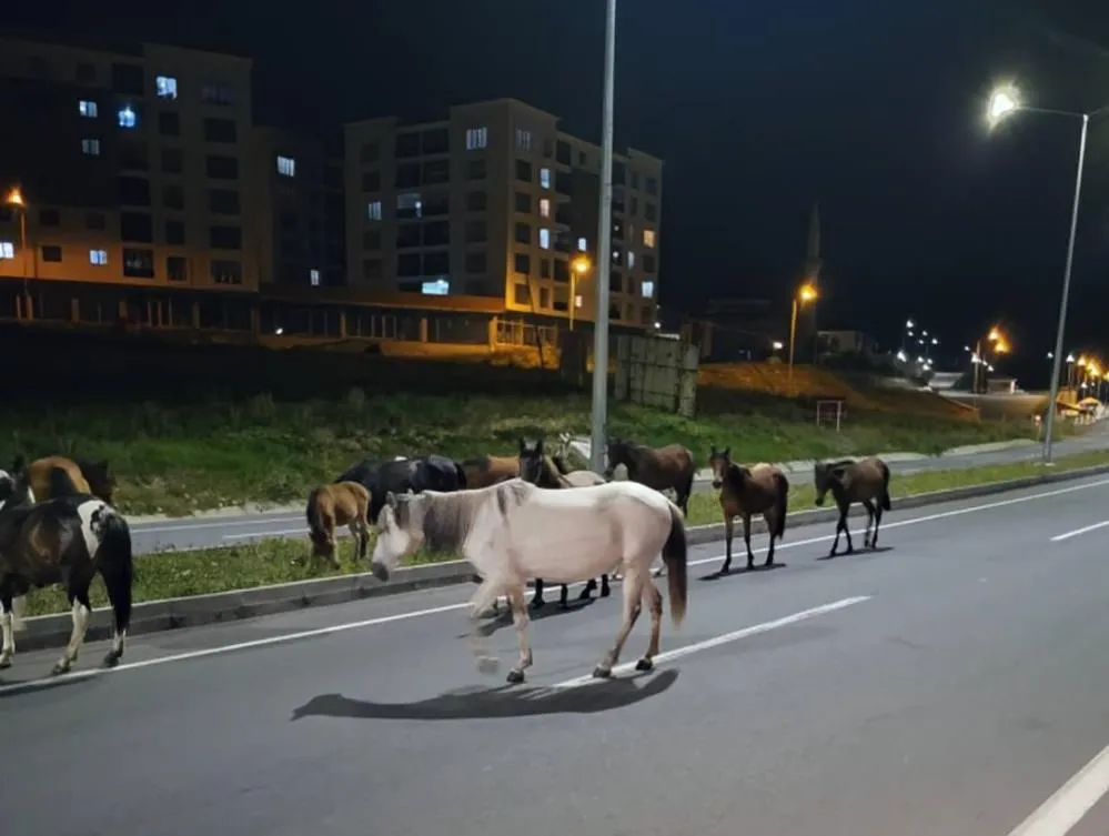 Başıboş atlar trafikte tehlike saçıyor
