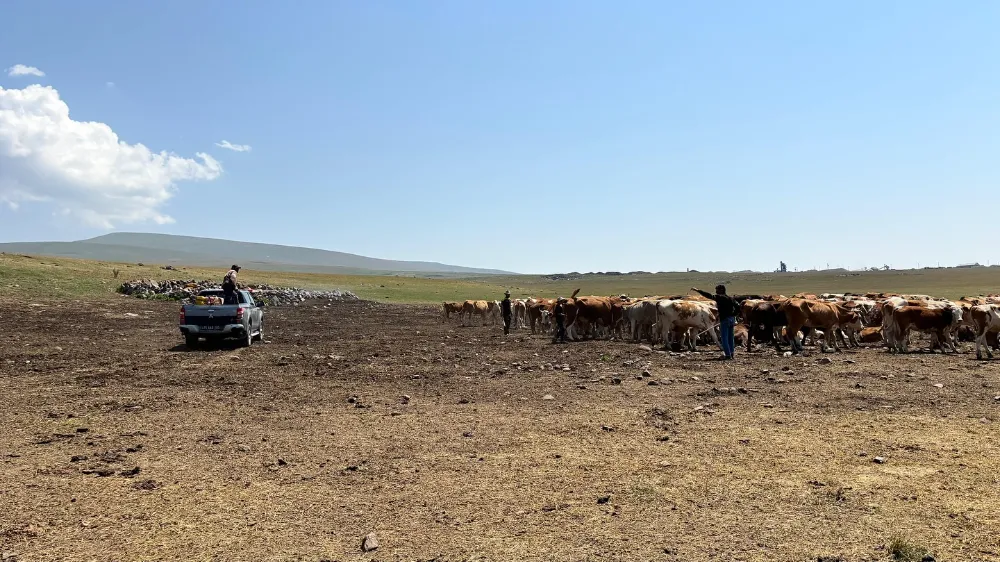 Şap hastalığına karşı dezenfeksiyon seferberliği sürüyor