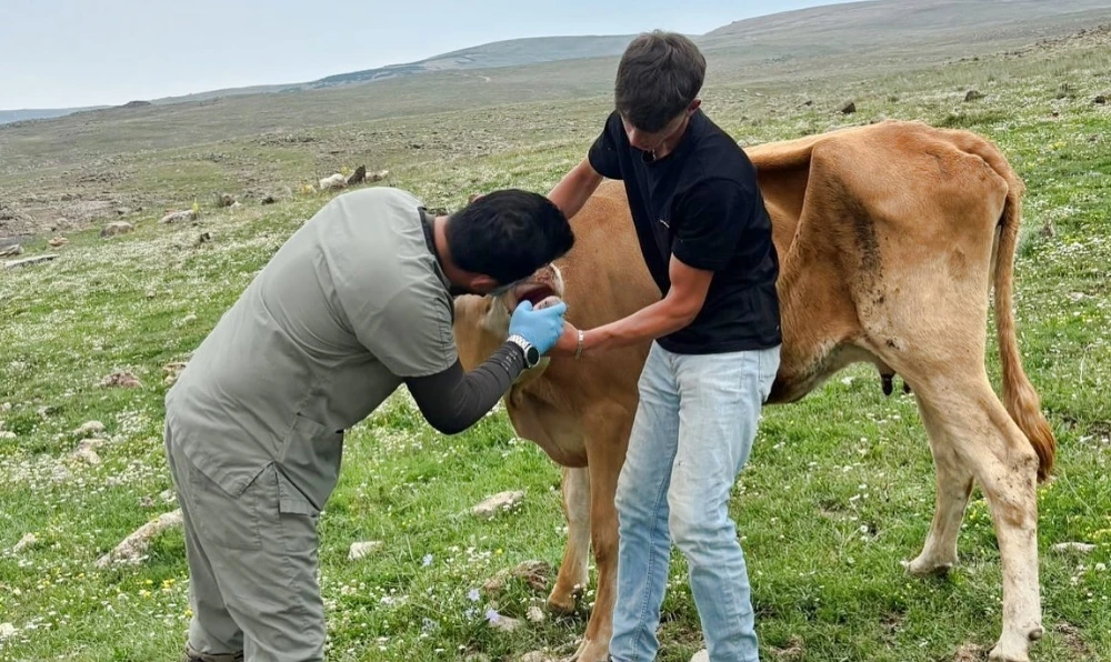 Yaylalarda Şap Hastalığına Karşı Seferberlik