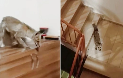 Aç kalan tilki Kent merkezinde apartmana girdi