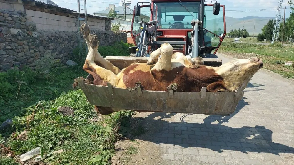 Ardahan’da şap hastalığı: Besiciler zor günlerden geçiyor