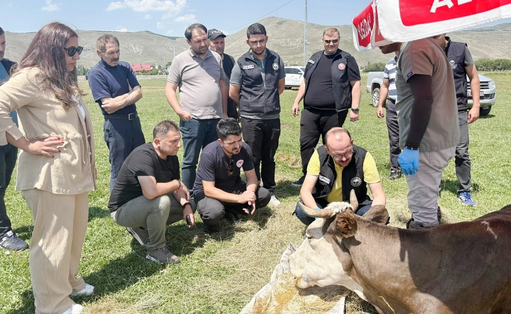Ardahan’da Şap Hastalığına Karşı Epidemiyolojik Mücadele Genişletiliyor