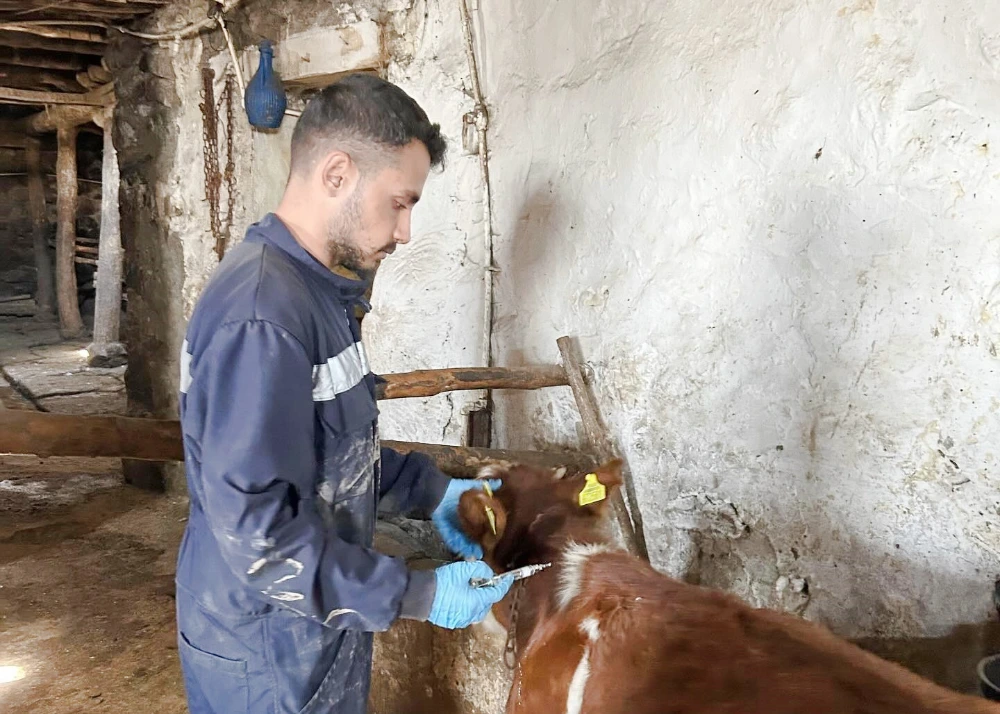 Şap Hastalığına Karşı Aşılama Çalışmaları devam ediyor
